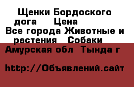 Щенки Бордоского дога.  › Цена ­ 30 000 - Все города Животные и растения » Собаки   . Амурская обл.,Тында г.